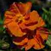 Helianthemum - Abriachan Nurseries